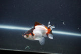 Baby Thai Oranda  Tricolor 3 Inch (ID#1101ToPTA-32) Free2Day SHIPPING