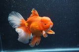 Thai Oranda  Red White 6 Inch (ID#404T7b-93)