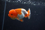 Juvenile Lionchu  Red White 3.5 Inch (ID#304R11b-23) Free2Day SHIPPING