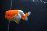 Juvenile Lionchu  Red White 3.5 Inch (ID#304R11b-23) Free2Day SHIPPING