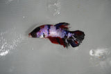 Candy Koi   Plakat Female Betta (ID#801-F519) Free2Day SHIPPING