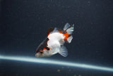 Baby Thai Oranda  Tricolor 3 Inch (ID#1101ToPTA-32) Free2Day SHIPPING