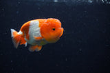 Juvenile Lionchu  Red White 3.5 Inch (ID#304R11b-23) Free2Day SHIPPING