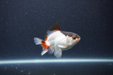 Baby Thai Oranda  Tricolor 3 Inch (ID#1101ToPTA-32) Free2Day SHIPPING