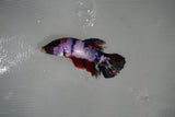 Candy Koi   Plakat Female Betta (ID#801-F519) Free2Day SHIPPING