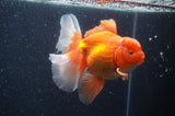 Thai Oranda  Red White 6 Inch (ID#404T7b-93)