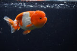 Juvenile Lionchu  Red White 3.5 Inch (ID#304R11b-23) Free2Day SHIPPING