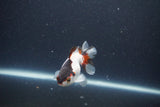 Baby Thai Oranda  Tricolor 3 Inch (ID#1101ToPTA-32) Free2Day SHIPPING