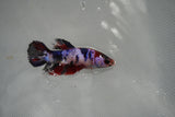 Candy Koi   Plakat Female Betta (ID#801-F519) Free2Day SHIPPING