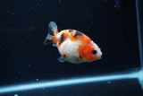 Baby Ranchu  Calico 2.5 Inch (ID#1213R9c-28) Free2Day SHIPPING