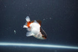 Baby Thai Oranda  Tricolor 3 Inch (ID#1101ToPTA-32) Free2Day SHIPPING