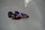 Candy Koi   Plakat Female Betta (ID#801-F519) Free2Day SHIPPING