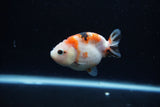 Baby Ranchu  Calico 2.5 Inch (ID#1213R9c-28) Free2Day SHIPPING