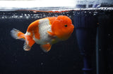 Juvenile Lionchu  Red White 3.5 Inch (ID#304R11b-23) Free2Day SHIPPING