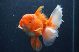 Thai Oranda  Red White 6 Inch (ID#404T7b-93)