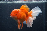 Thai Oranda  Red White 6 Inch (ID#404T7b-93)