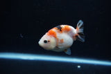 Baby Ranchu  Calico 2.5 Inch (ID#1213R9c-28) Free2Day SHIPPING