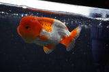 Juvenile Lionchu  Red White 3.5 Inch (ID#304R11b-23) Free2Day SHIPPING