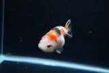 Baby Ranchu  Calico 2.5 Inch (ID#1213R9c-28) Free2Day SHIPPING