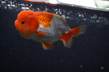 Juvenile Lionchu  Red White 3.5 Inch (ID#304R11b-23) Free2Day SHIPPING