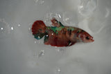 Nemo Koi Galaxy  Plakat Female Betta (ID#801-F520) Free2Day SHIPPING