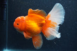 Thai Oranda  Red White 6 Inch (ID#404T7b-93)
