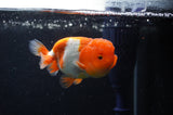 Juvenile Lionchu  Red White 3.5 Inch (ID#304R11b-23) Free2Day SHIPPING