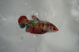 Nemo Koi Galaxy  Plakat Female Betta (ID#801-F520) Free2Day SHIPPING