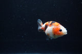 Baby Ranchu  Calico 2.5 Inch (ID#1213R9c-28) Free2Day SHIPPING