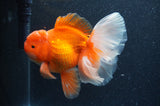 Thai Oranda  Red White 6 Inch (ID#404T7b-93)