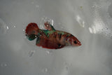 Nemo Koi Galaxy  Plakat Female Betta (ID#801-F520) Free2Day SHIPPING