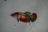 Nemo Koi Galaxy  Plakat Female Betta (ID#801-F520) Free2Day SHIPPING