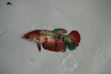 Nemo Koi Galaxy  Plakat Female Betta (ID#801-F520) Free2Day SHIPPING