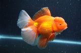 Thai Oranda  Red White 6 Inch (ID#404T7b-93)