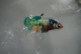 Candy Koi Galaxy  Plakat Female Betta (ID#801-F521) Free2Day SHIPPING