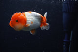 Juvenile Lionchu  Red White 3 Inch (ID#304R11b-24) Free2Day SHIPPING