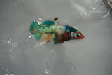 Candy Koi Galaxy  Plakat Female Betta (ID#801-F521) Free2Day SHIPPING