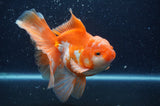 Thai Oranda  Red White 6 Inch (ID#404T7b-94)