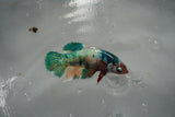 Candy Koi Galaxy  Plakat Female Betta (ID#801-F521) Free2Day SHIPPING