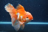 Thai Oranda  Red White 6 Inch (ID#404T7b-94)