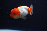 Juvenile Lionchu  Red White 3 Inch (ID#304R11b-24) Free2Day SHIPPING