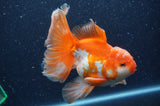 Thai Oranda  Red White 6 Inch (ID#404T7b-94)