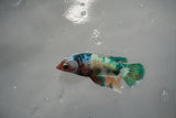 Candy Koi Galaxy  Plakat Female Betta (ID#801-F521) Free2Day SHIPPING