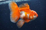 Thai Oranda  Red White 6 Inch (ID#404T7b-94)