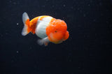 Juvenile Lionchu  Red White 3 Inch (ID#304R11b-24) Free2Day SHIPPING