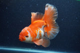 Thai Oranda  Red White 6 Inch (ID#404T7b-94)
