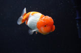 Juvenile Lionchu  Red White 3 Inch (ID#304R11b-24) Free2Day SHIPPING