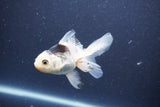 Baby Thai Oranda  Panda 3.5 Inch (ID#1101ToPTA-34) Free2Day SHIPPING