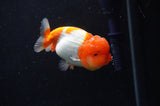 Juvenile Lionchu  Red White 3 Inch (ID#304R11b-24) Free2Day SHIPPING