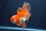 Thai Oranda  Red White 6 Inch (ID#404T7b-94)
